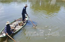 Nắng nóng kéo dài, cá chết trắng kênh Phú Lộc, Đà Nẵng  